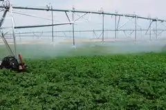 EL ECO CAMPO: El agua es un elemento fundamental para la producción de papa de calidad comercial