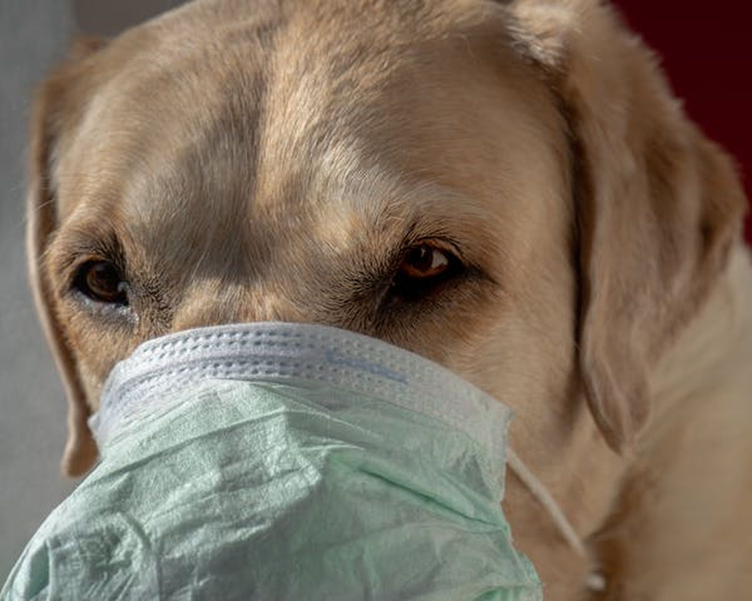 ¿Las mascotas transmiten el Covid-19?: la palabra de un veterinario de la ciudad
