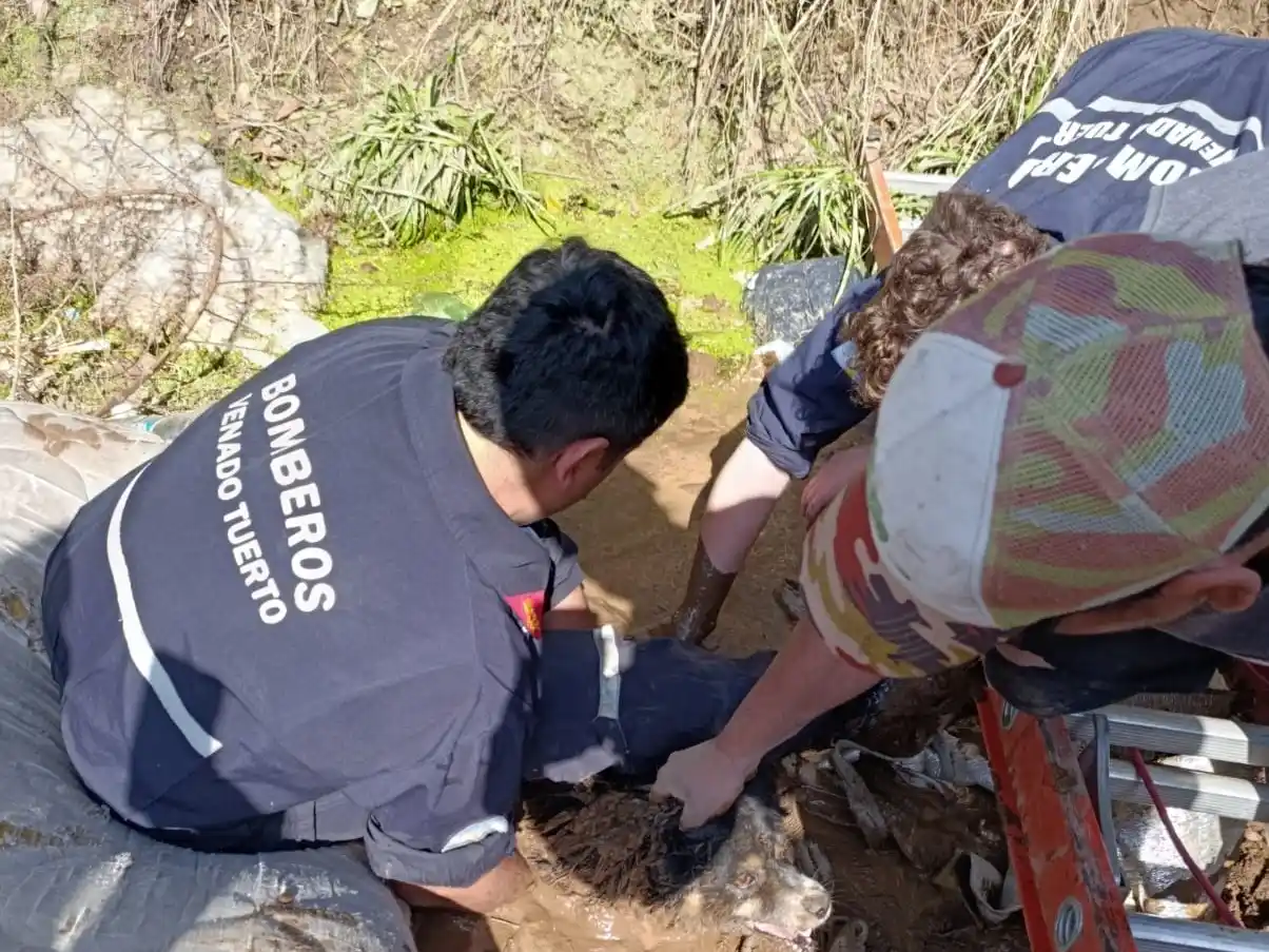 Gran trabajo de bomberos para poder rescatar al perro atrapado en una cuneta.