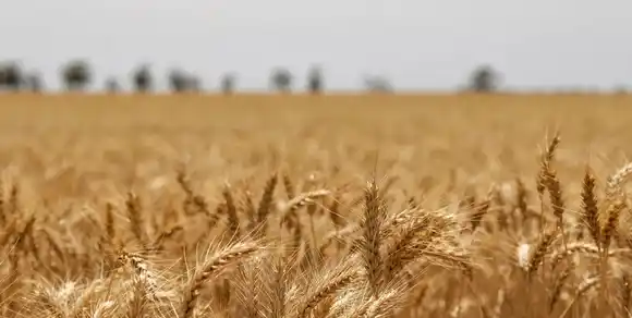 El trigo argentino alcanzaría su mayor producción en la historia: 24,5 millones de toneladas