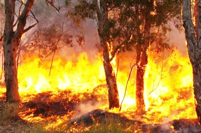 Extienden la emergencia ambiental a todo el territorio entrerriano