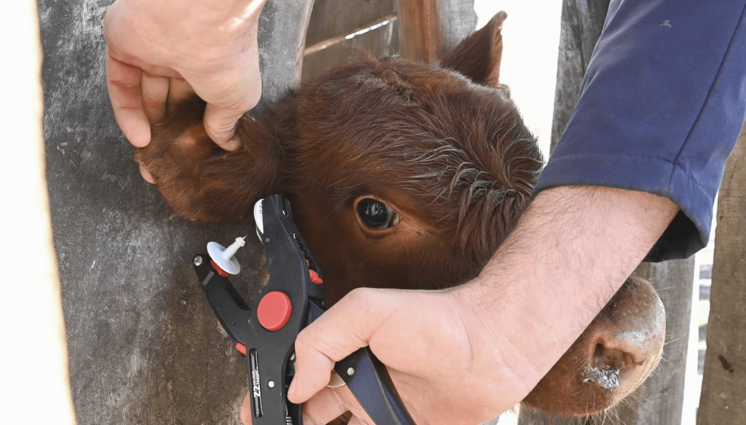 Senasa reglamentó la trazabilidad electrónica animal