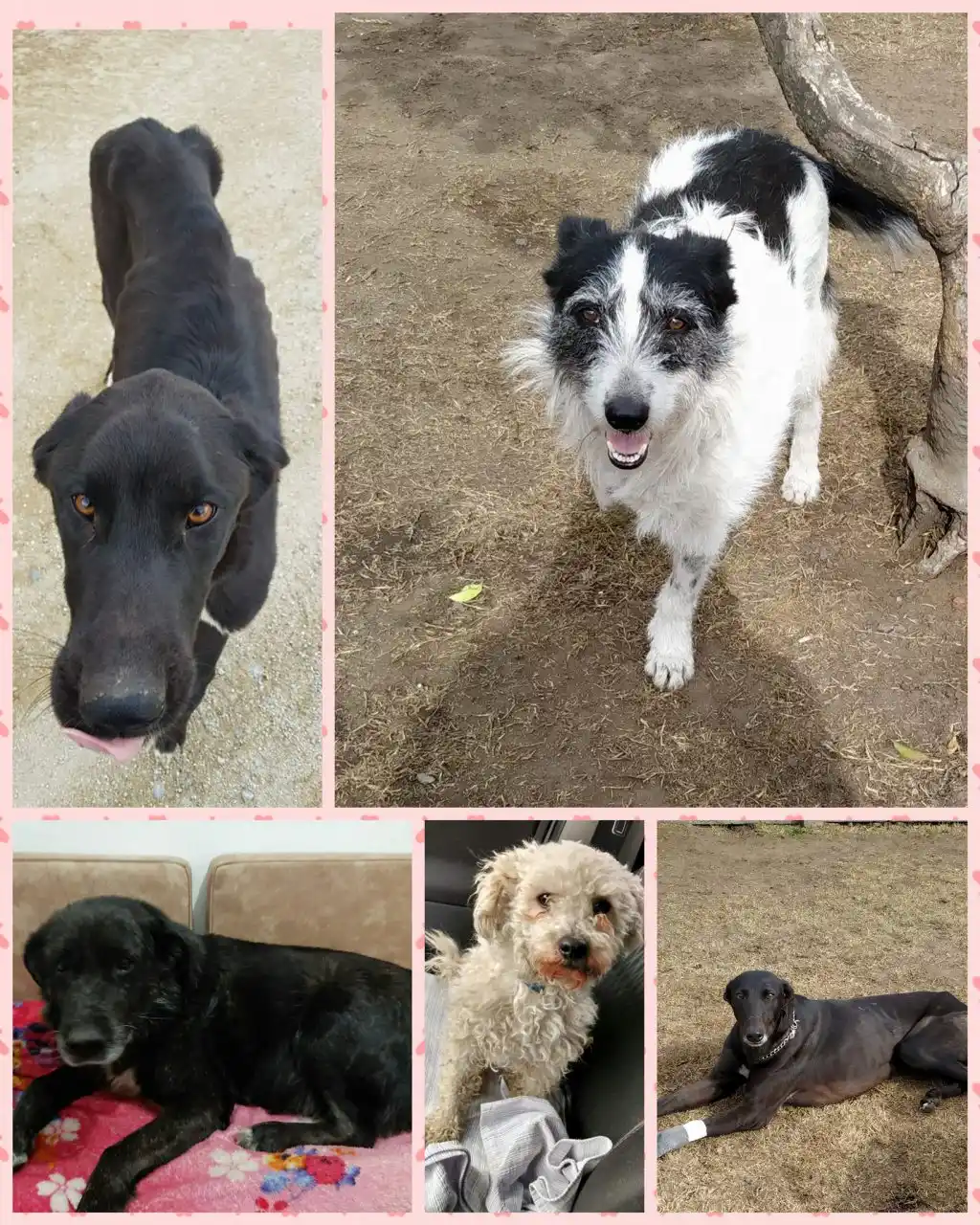 Mascotandil necesita colaboración para poder saldar las deudas 