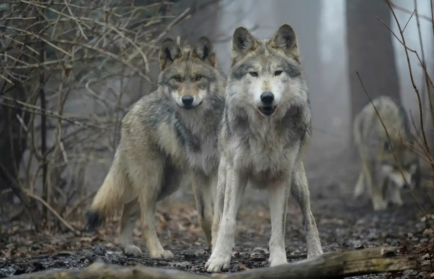 Así son los LOBOS GRISES ¡Impresionantes!
