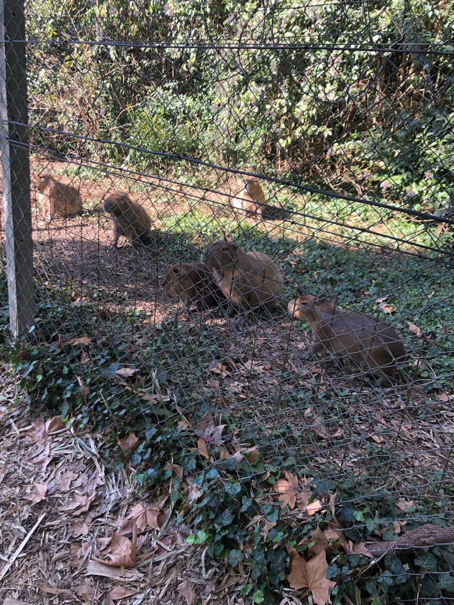 Berazategui: Echaron a carpinchos y gansos de un country y los animales se quedaron "protestando" para volver a entrar