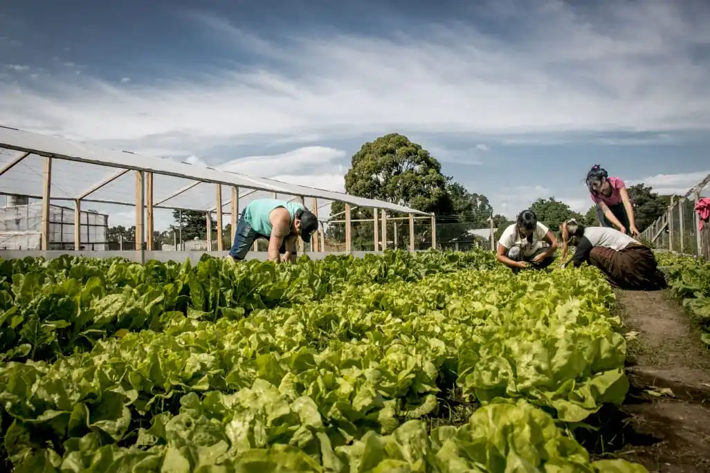 Se realizará este miércoles el primer "verdurazo agroecológico" en Tandil