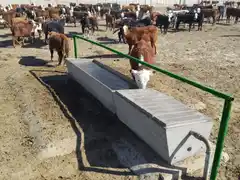 Una bebita murió ahogada tras caer en un bebedero de animales