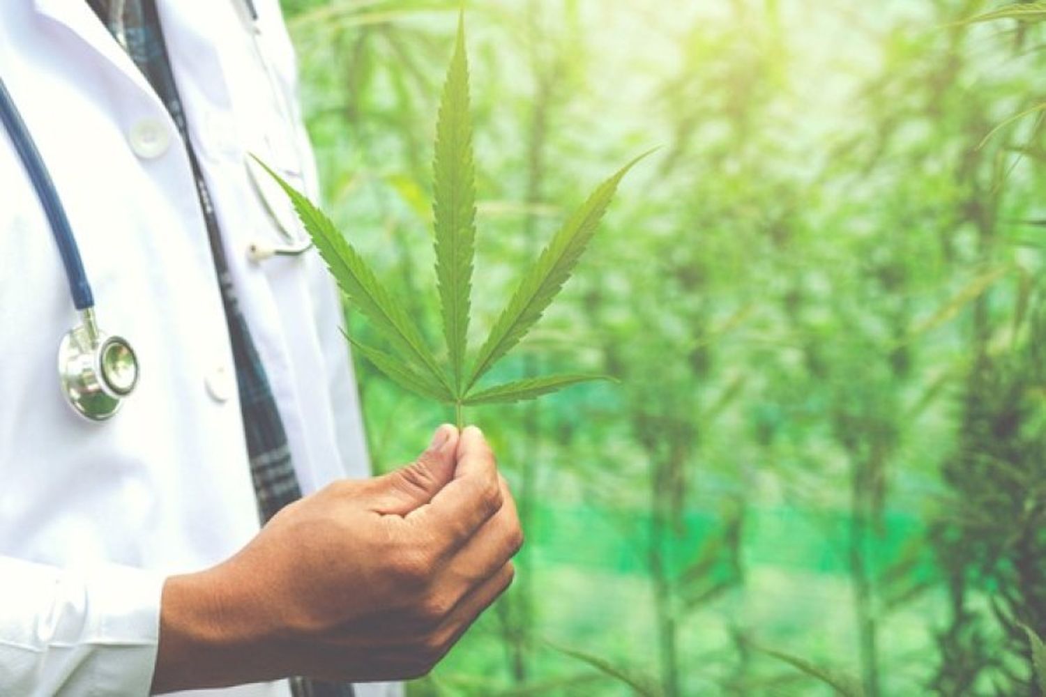 Cómo cultivar cannabis medicinal de forma sencilla: una guía para la plantación exitosa