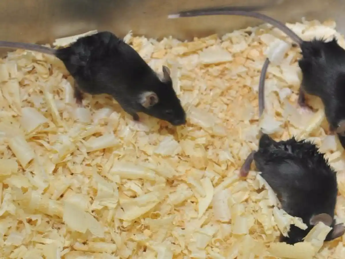 Chubut: suman 13 los casos positivos por el brote de hantavirus