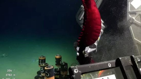 🔴 En vivo: el Conicet despide su streaming desde el Cañón de Mar del Plata y ya prepara nuevas expediciones