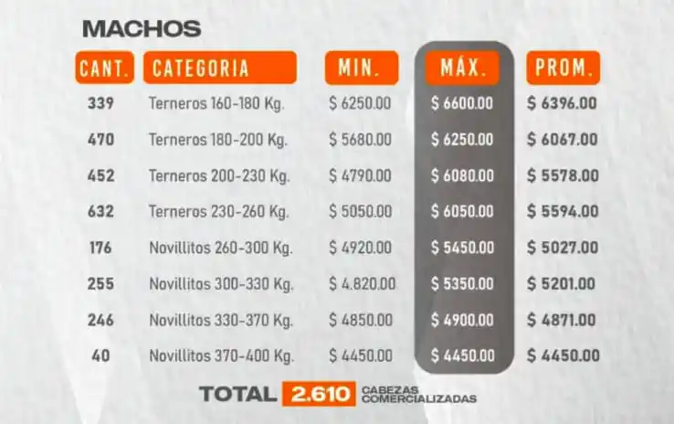 destete machos precios