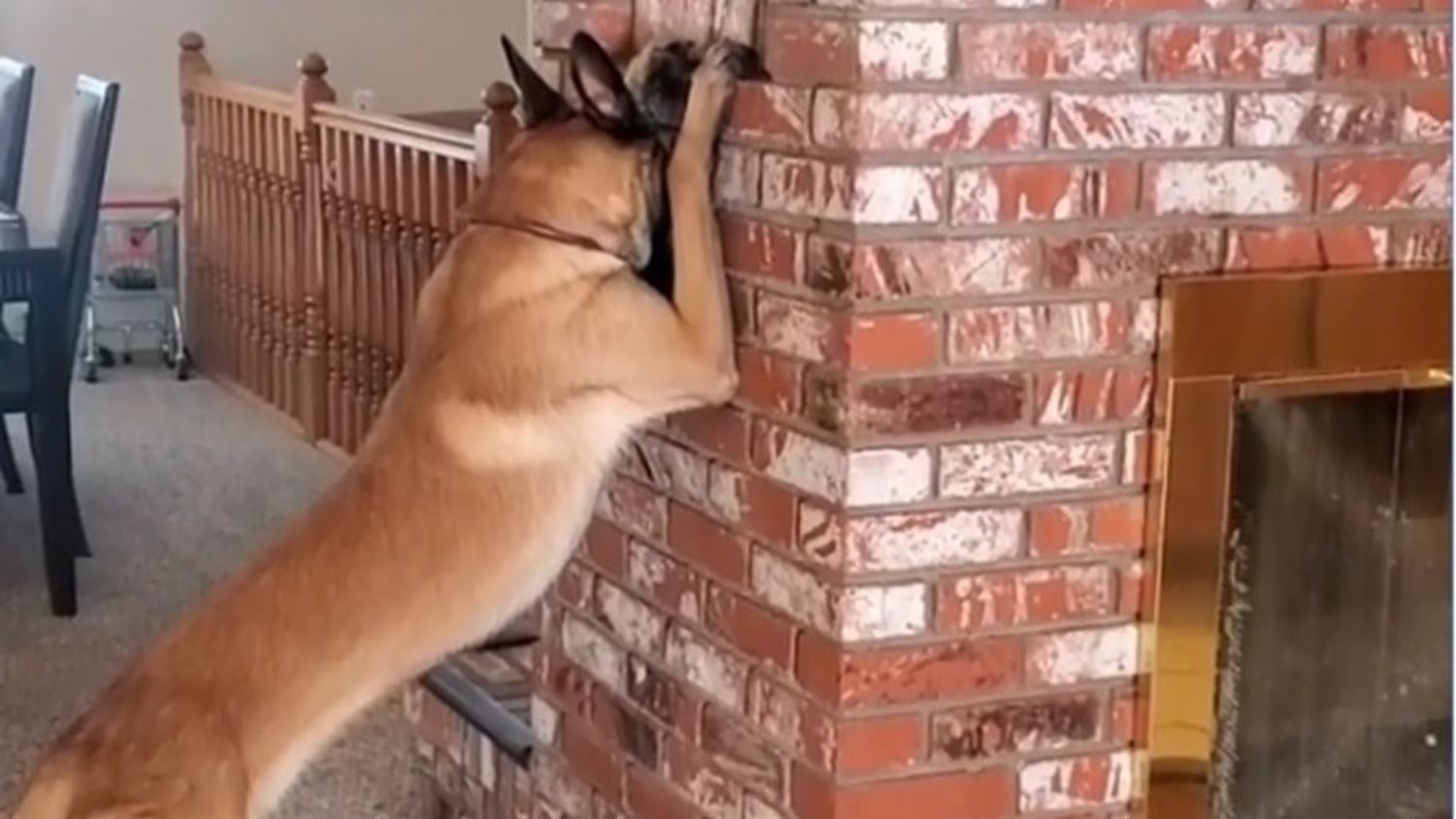 Video: el increíble perro que juega a las escondidas con una pequeña 