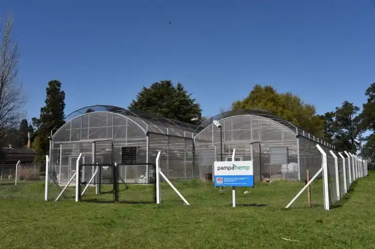 Cannabis medicinal: una pyme bonaerense desarrolla el primer cultivo legal del país
