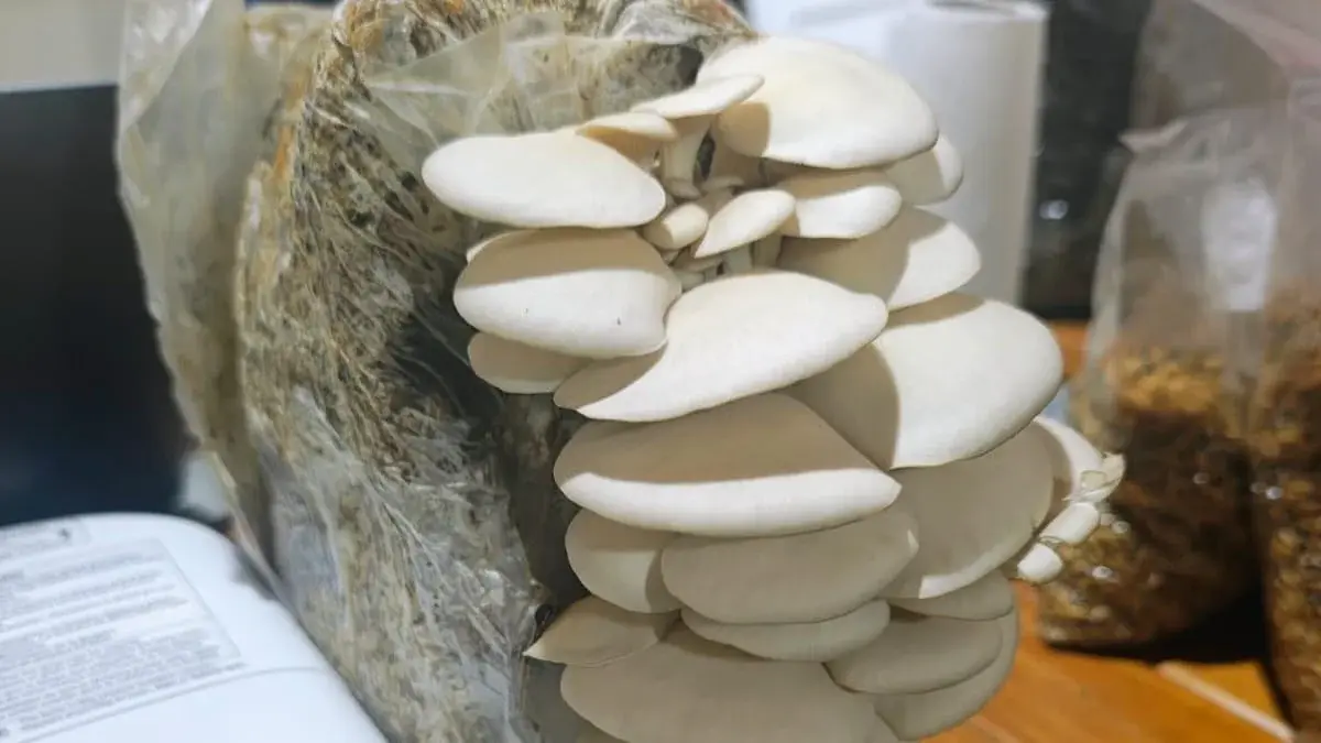 Comenzó el curso de cultivo de hongos comestibles con salida laboral sustentable en Rafaela