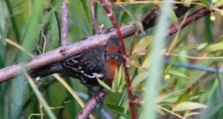Nuevas imágenes de Aves de San Pedro