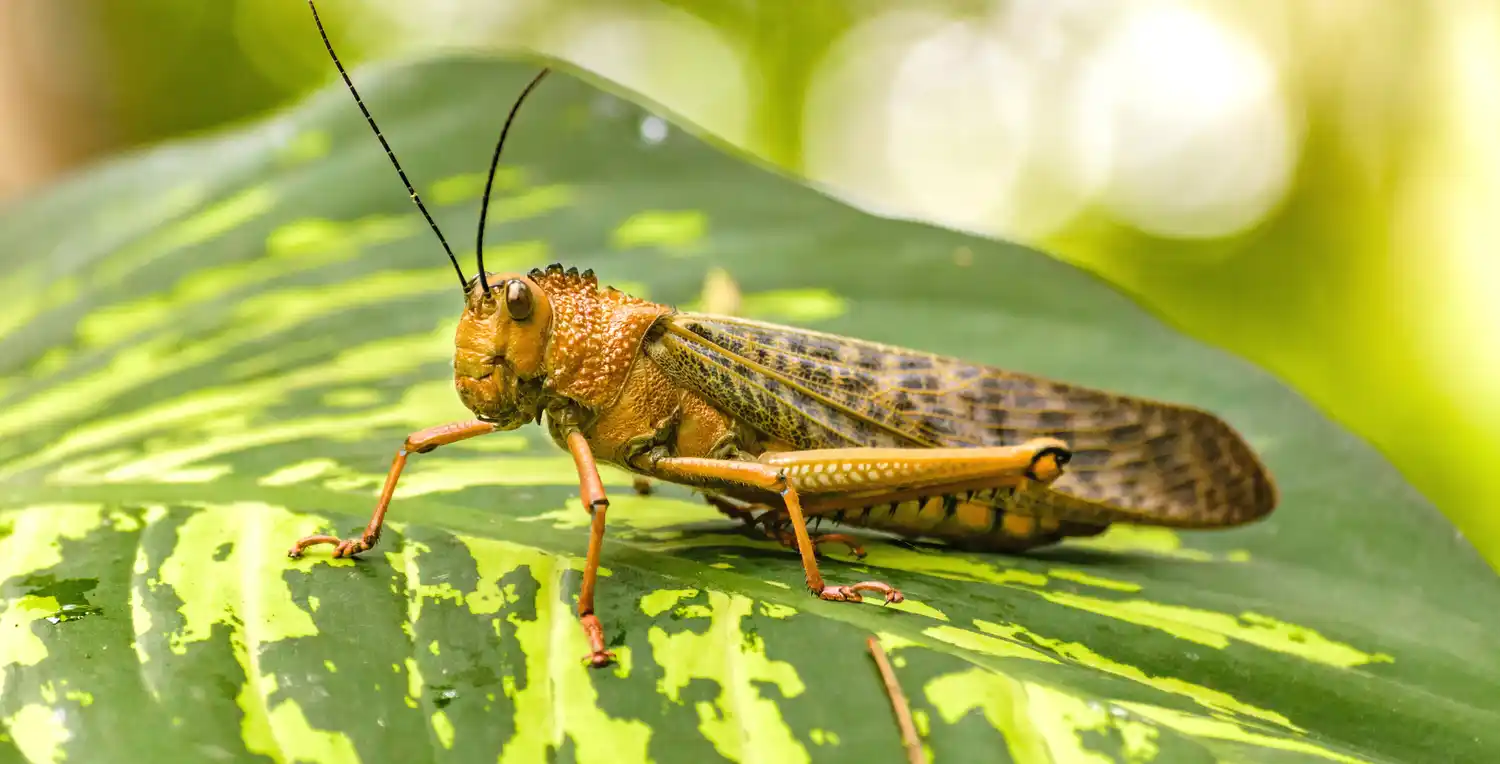 El motivo por el cual están desapareciendo los insectos en todo el mundo