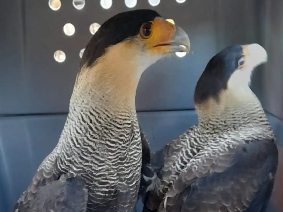 Noetinger: recuperan 178 animales que se encontraban en cautiverio