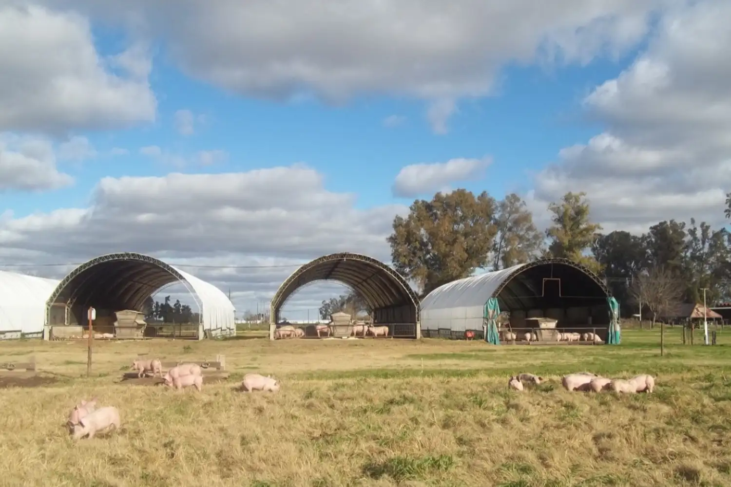 La provincia firmó un convenio con la UNER para fortalecer la actividad porcina