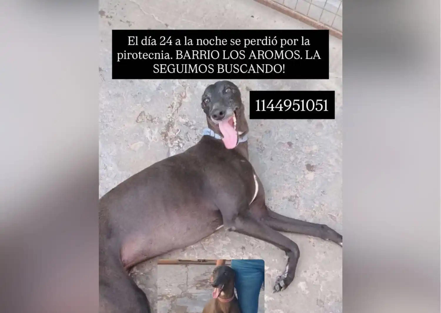 Dueños buscan a Negrita: se perdió en Los Aromos