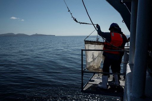 Investigan muerte de centenares DE TORTUGAS MARINAS EN MÉXICO
