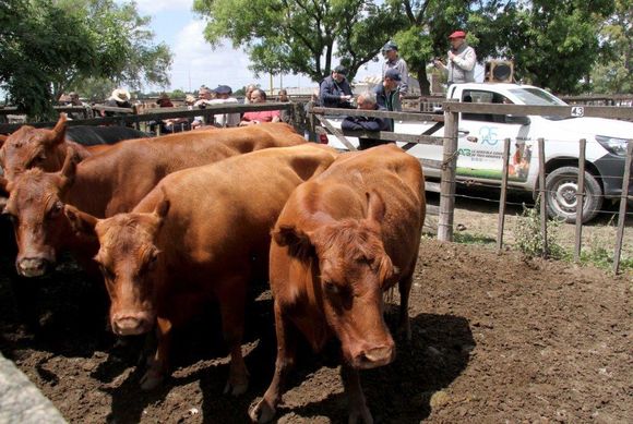 La Agrícola Ganadera vende en la feria de la Rural