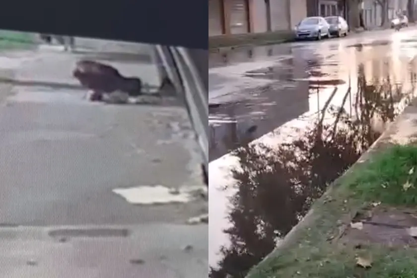 Calles inundadas en zona norte por los constantes robos de medidores de agua