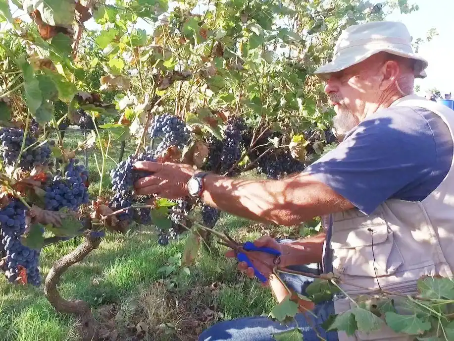 Vendimia en Aldea Jacobi: “En Entre Ríos las cosas se hacen bien, logramos vinos tan competitivos como los cuyanos”