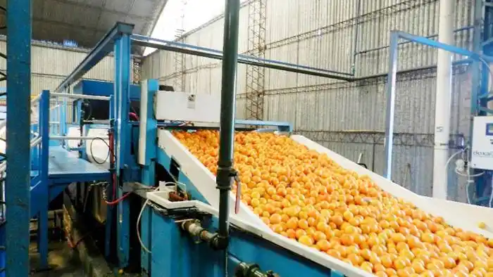 Las entidades citrícolas no pararán  el 13, pero reconocen que  �Salgo hay que hacer⬝