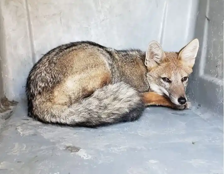 Rescataron un zorro gris y lo llevaron a la Reserva de Campana