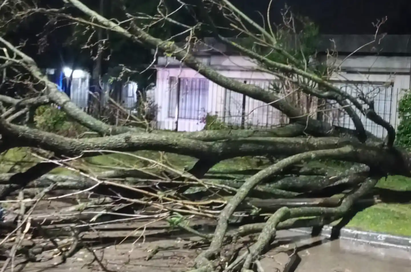 Uno de los árboles caídos en San Pedro durante la tormenta.