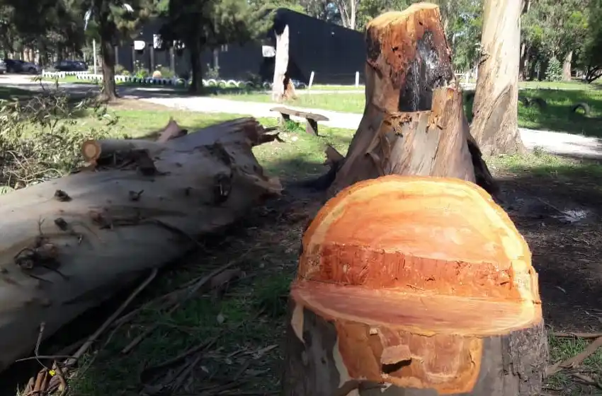 Piden informes sobre la tala de árboles en Parque Camet