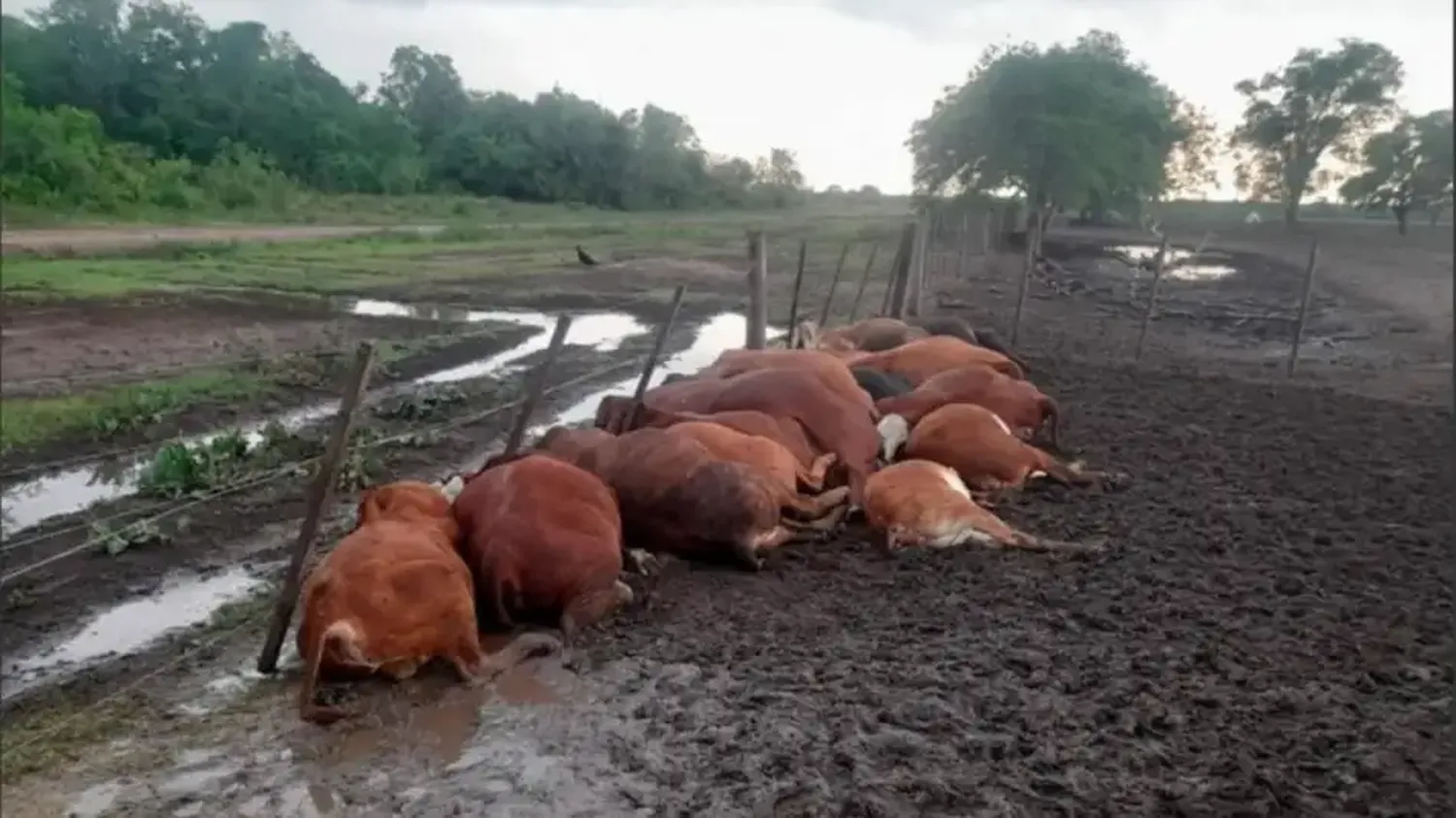 El SENASA emitió un comunicado sobre la sanidad del rodeo y la salud pública ante tormentas eléctricas