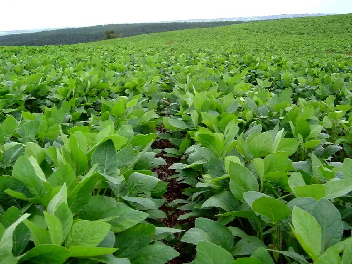 El fondo federal de la soja sumó $ 20.471 millones en las transferencias nacionales de 2016 a las provincias