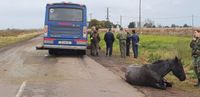 Caballos maltratados y sueltos en la vía pública, una problemática vigente en Tandil 