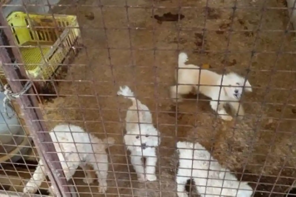 Importante rescate de perros y gatos en malas condiciones de un criadero ilegal en Recreo