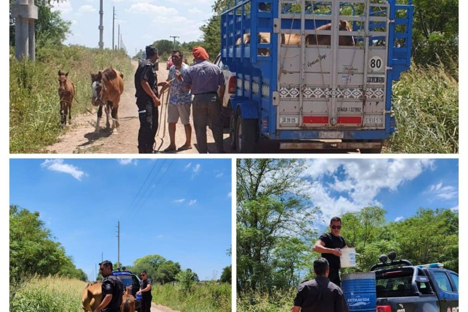 En la región: rescataron a cinco caballos que sufrían maltrato de su dueño