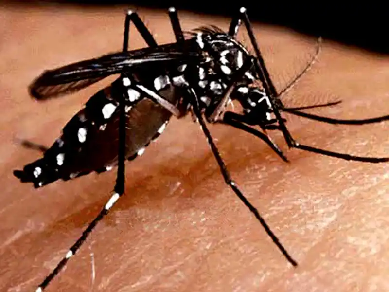 Dengue: Comfirmaron el primer caso autóctono en Entre Ríos