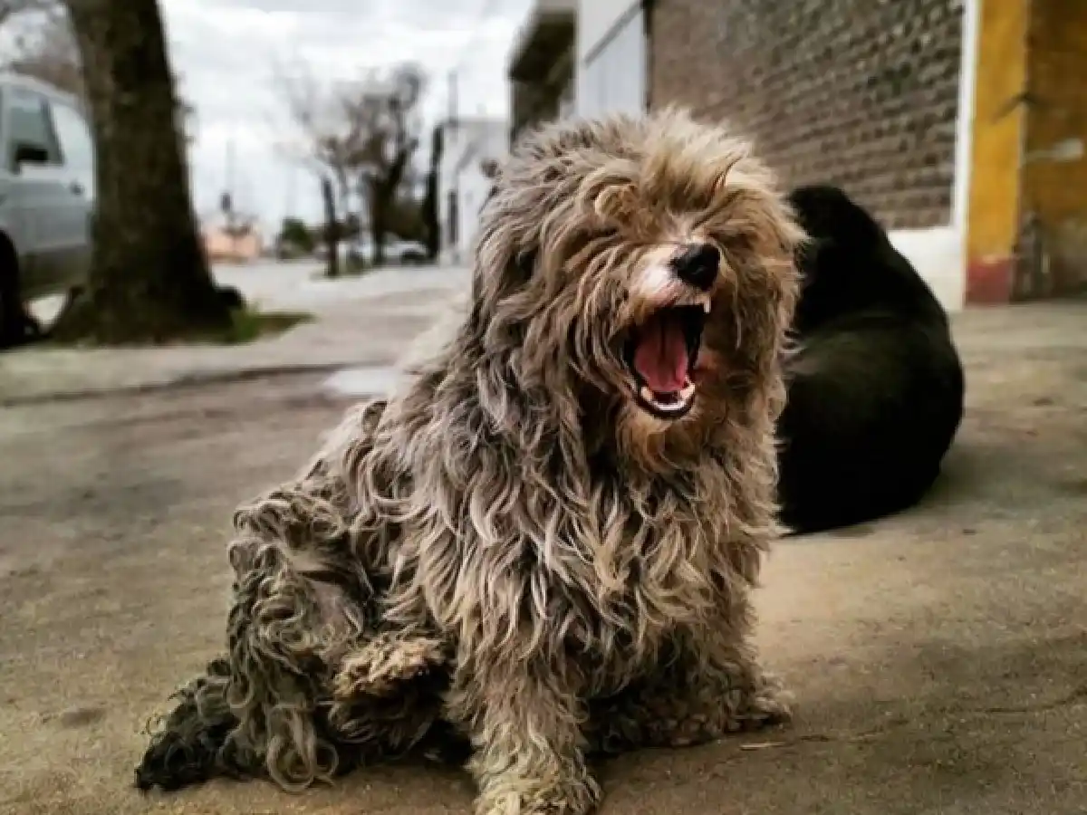 La vacunación antirrábica continúa esta semana