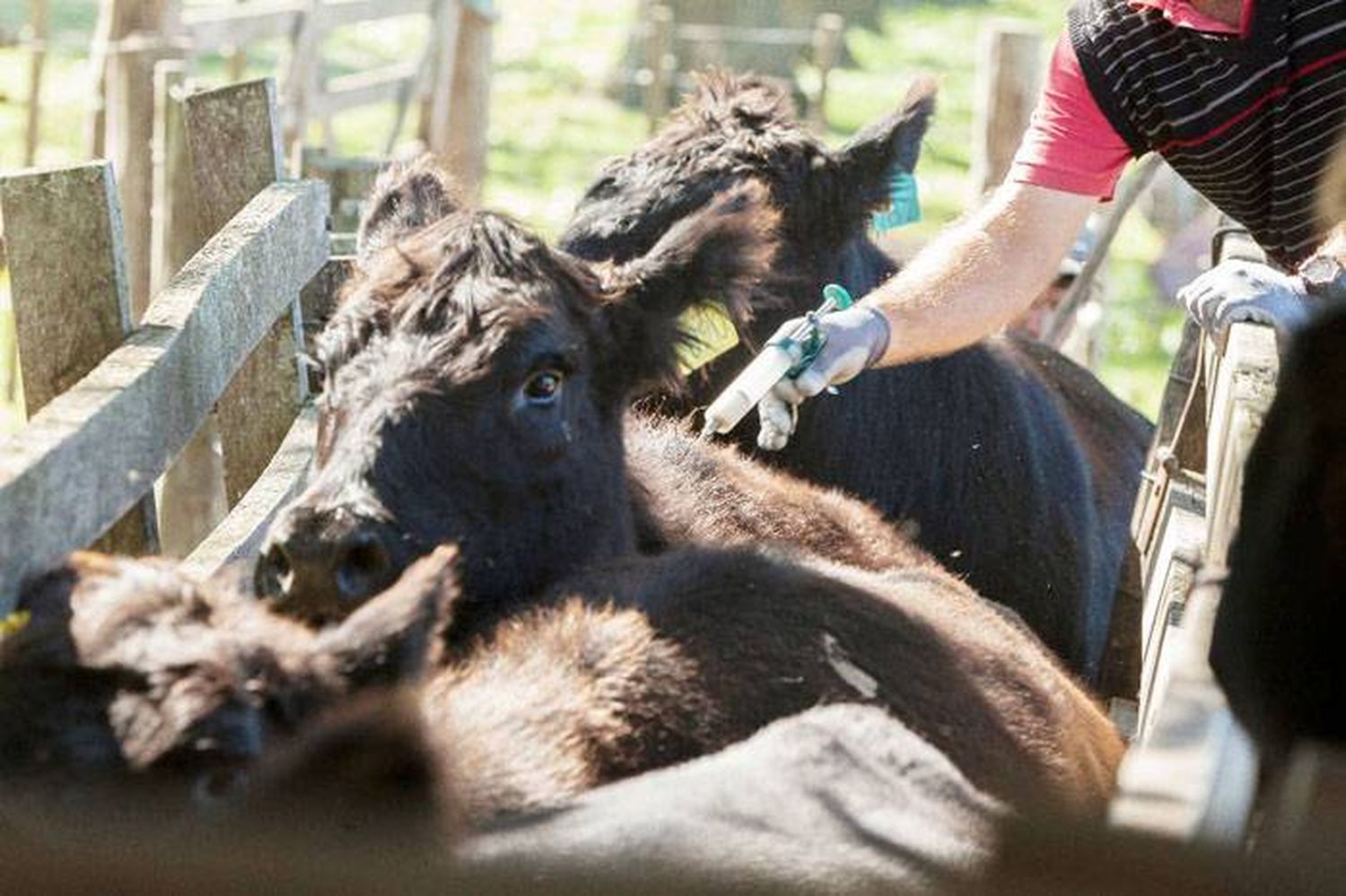 Entre Ríos mantiene el rodeo a pesar de la avidez de China  por nuestras vacas