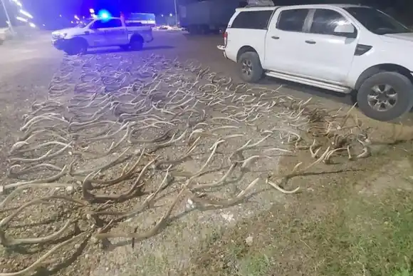 Hallaron 400 astas de ciervo en la caja de una camioneta que eran trasladadas ilegalmente