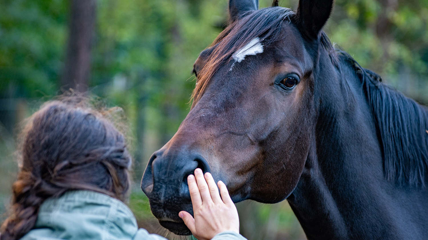 Se confirmó la segunda muerte de una persona por encefalitis equina en el país