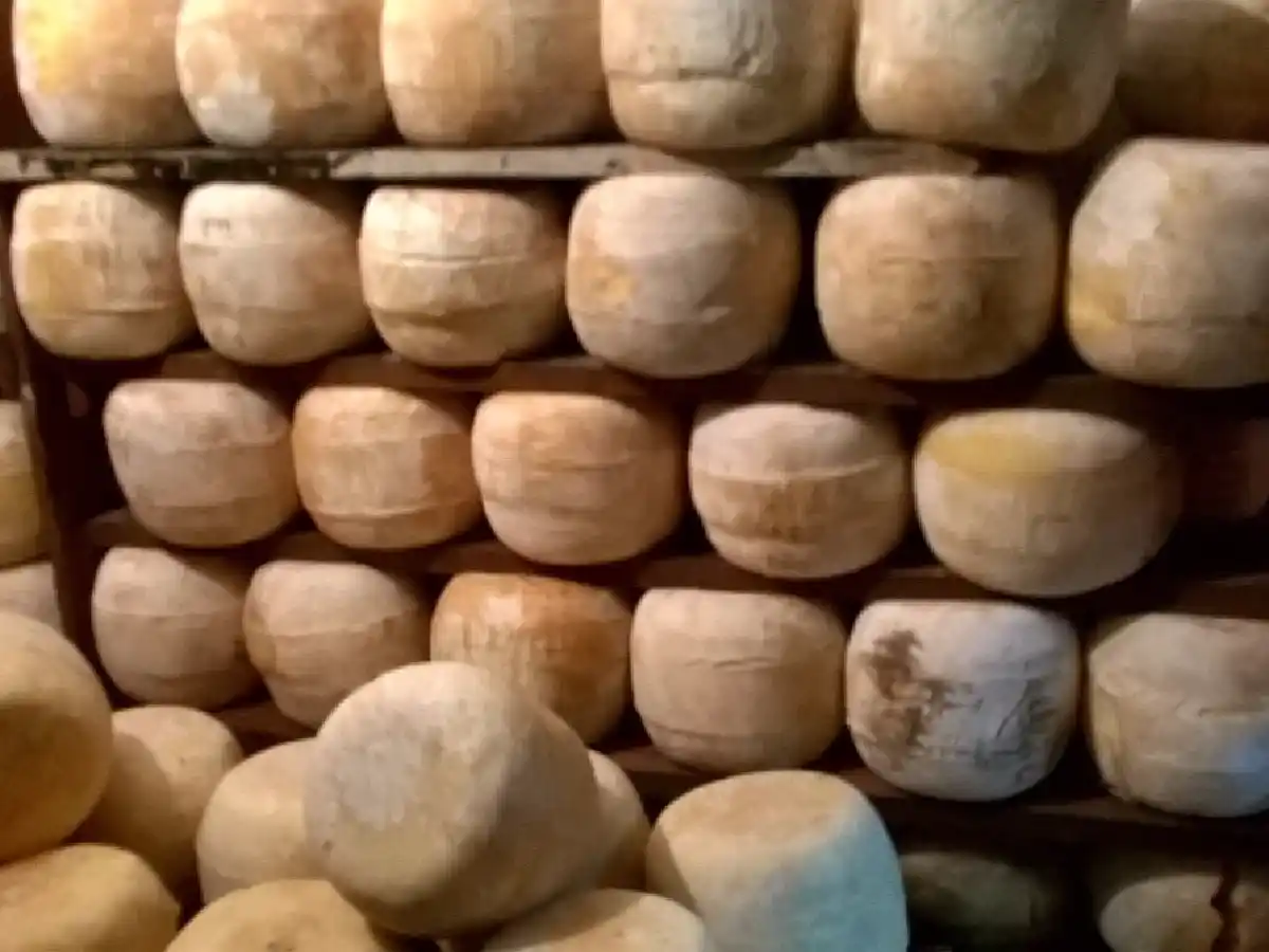 Cuantioso robo de quesos  en cooperativa de Las Varas