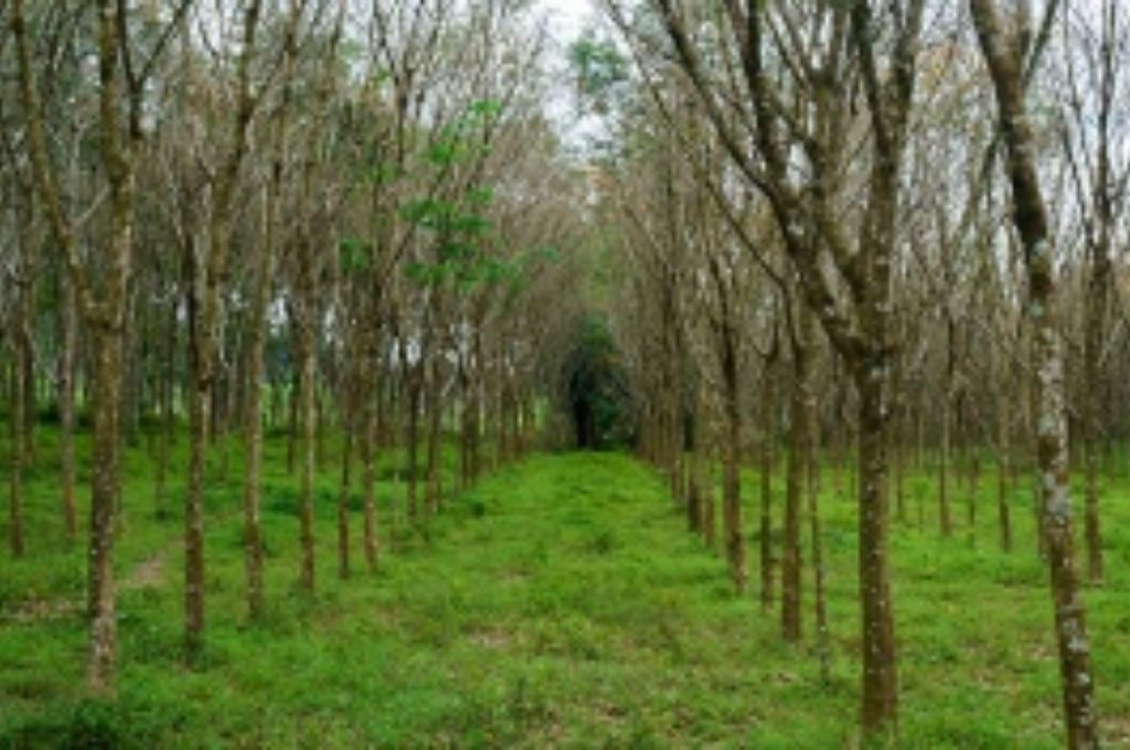 24 de marzo: plantarán 30 mil árboles de especies nativas en áreas protegidas