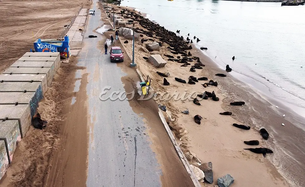 Cierran preventivamente la escollera por los lobos marinos