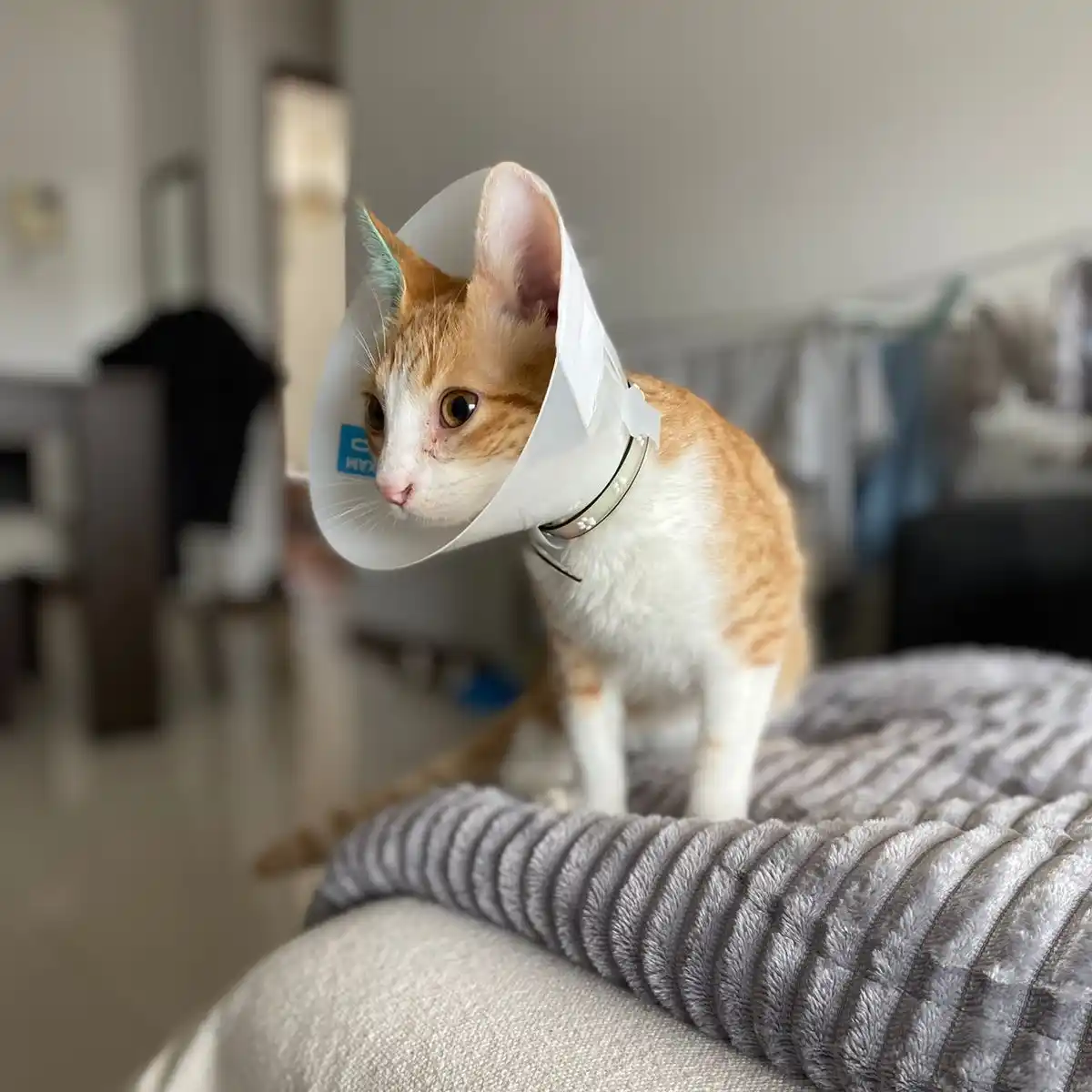 Castraciones de animales 3