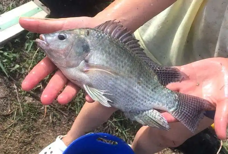 Segunda cosecha de tilapias de la UNaF en el territorio
