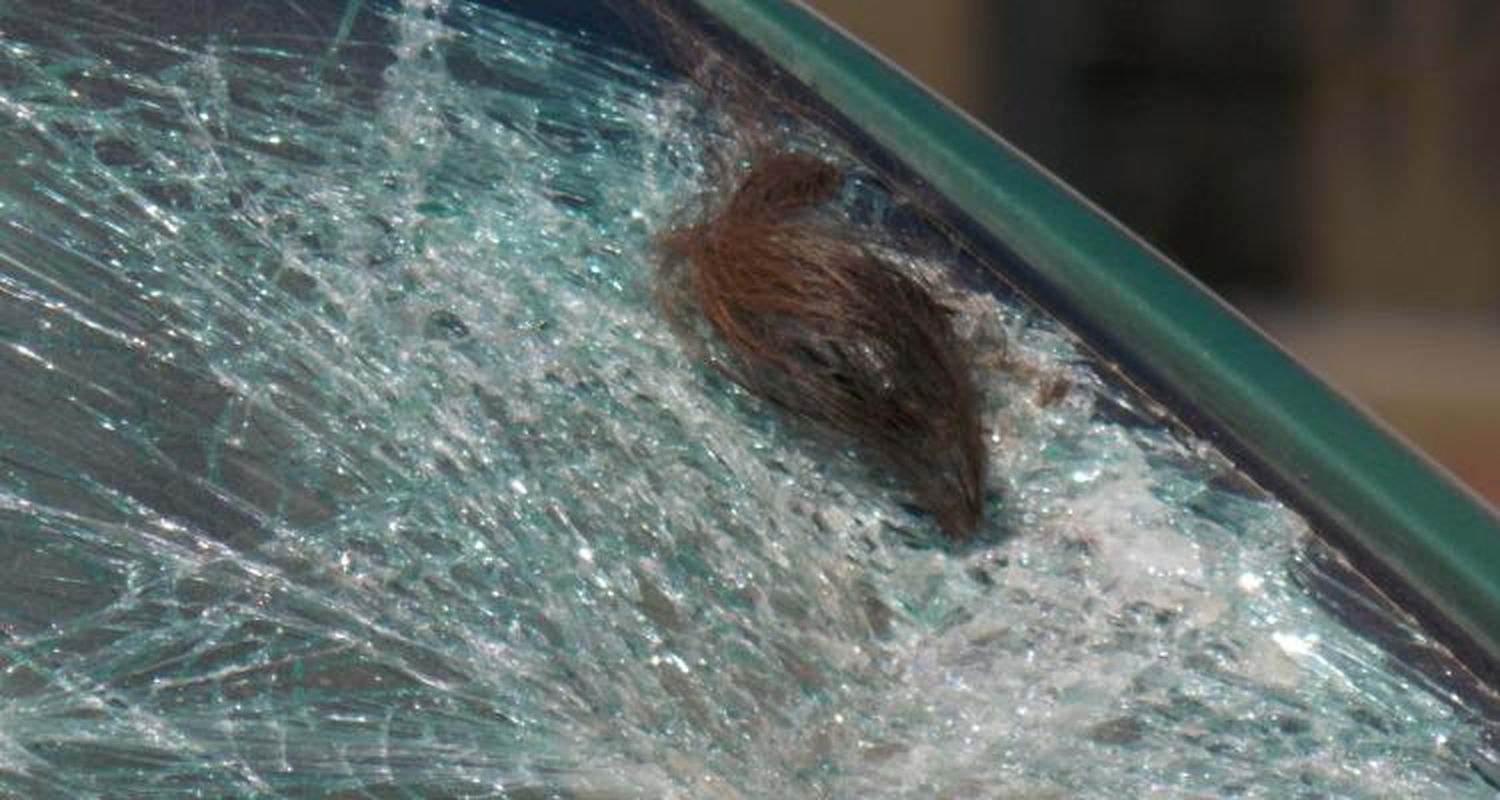 94 accidentes, 29 heridos y 5 muertos, las estadísticas viales de la Policía