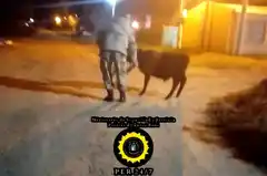 Brigada Gualeguay y personal de jefatura departamental detuvieron dos personas y recuperaron un animal vacuno
