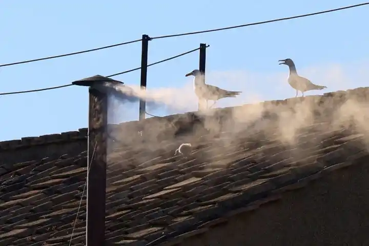 gaviota en la fumata - 4