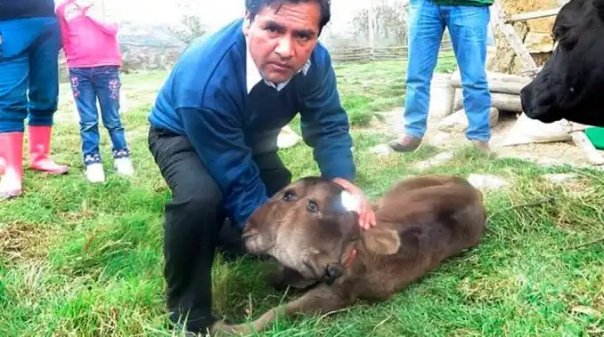 Nació ternero con dos cabezas: ¿cuál es el motivo de su malformación?